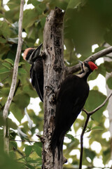 Pileated woodpecker (Dryocopus pileatus) couple on a tree.