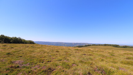Fototapeta premium autumn landscape with grass and blue sky