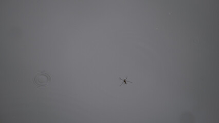 Water strider insect gliding on calm water surface