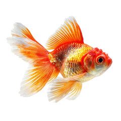 Fototapeta premium Orange goldfish swimming, aquatic studio shot, black background, pet website use