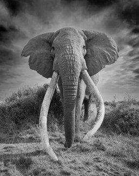 A large tusker elephant known as "Craig" in Amboseli National Park, Kenya, Africa 