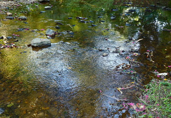 Green Glow on Creek and Rocks