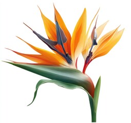 Vibrant bird of paradise flower, detailed illustration