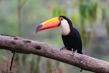 Fototapeta premium Vibrant Toco Toucan on Rainforest Branch