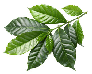 Obraz premium Coffee leaves isolated on transparent png 