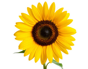 Obraz premium “Sunflower Facing the Sunlight with Shadows, isolated on a transparent background”.