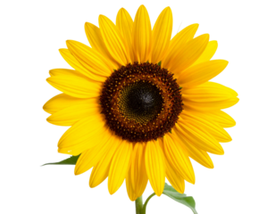 “Sunflower Facing the Sunlight with Shadows, isolated on a transparent background”.