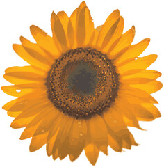 Fototapeta premium sunflower isolated on white background