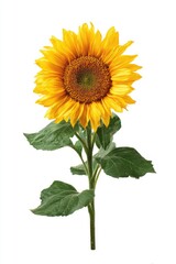 Obraz premium Single sunflower with vibrant yellow petals, dark brown center, and green leaves on a white background