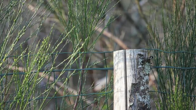 Une M&eacute;sange charbonni&egrave;re pos&eacute;e sur un piquet en bois dans un environnement naturel, observ&eacute;e en plan rapproch&eacute; avant de s&rsquo;envoler.