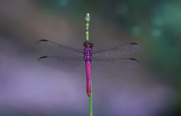 dragonfly on a branch