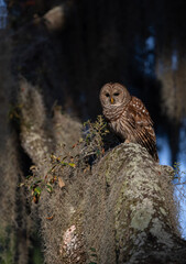 Barred owl in Everglades National Park in Florida 