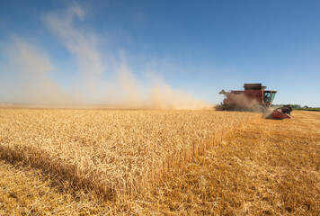 Naklejka premium Combine harvester in field wheat
