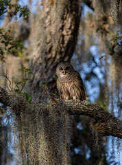 Barred owl in Everglades National Park in Florida 
