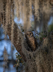 Barred owl in Everglades National Park in Florida 