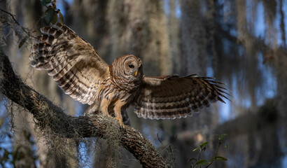 Barred owl in Everglades National Park in Florida 