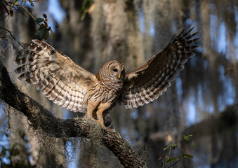 Barred owl in Everglades National Park in Florida 