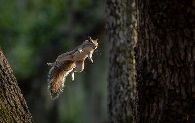 A gray squirrel jumping from a tree