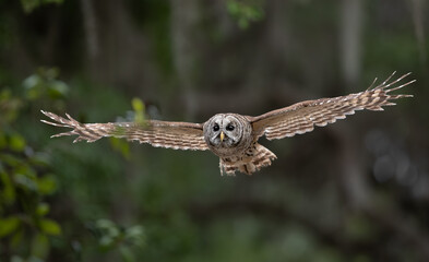 Barred owl in Everglades National Park in Florida 