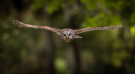 Barred owl in Everglades National Park in Florida 