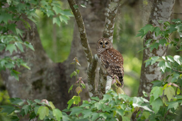 Barred owl in Everglades National Park in Florida 