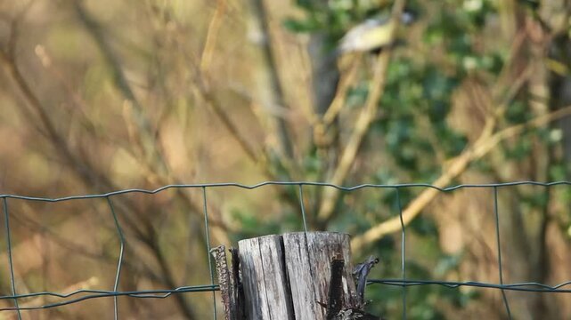 Deux M&eacute;sanges charbonni&egrave;res, l&rsquo;une sur un piquet en bois et l&rsquo;autre floue en arri&egrave;re-plan dans un arbre, s&rsquo;envolent l&rsquo;une apr&egrave;s l&rsquo;autre.