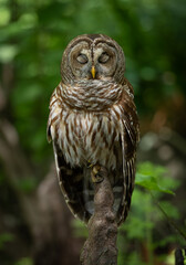 Barred owl in Everglades National Park in Florida 