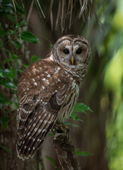 Barred owl in Everglades National Park in Florida 