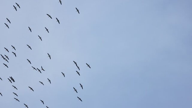 Un grand groupe de Grues cendr&eacute;es en migration vers l'Afrique en octobre tournoyant dans le ciel bleu d'automne en France