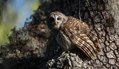 Barred owl in Everglades National Park in Florida 