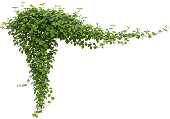 Fototapeta premium Green ivy vine cascading down isolated on transparent background