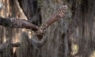Barred owl in Everglades National Park in Florida 