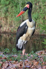 Saddle-billed Stork (Ephippiorhynchus senegalensis) standing in grass