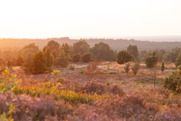 Wunderschöner Sonnenuntergang über der blühenden Heide am Wilseder Berg