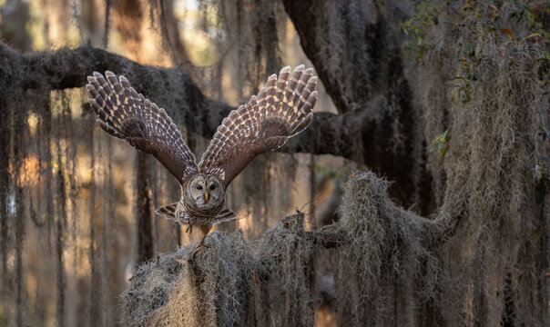 Barred owl in Everglades National Park in Florida  - Powered by Adobe