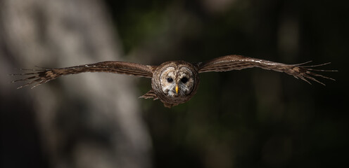 Barred owl in Everglades National Park in Florida 