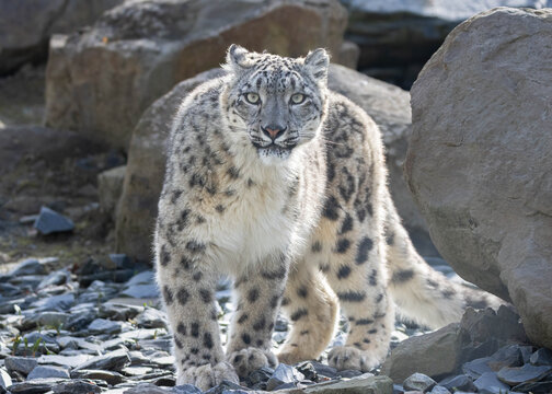 snow leopard portrait