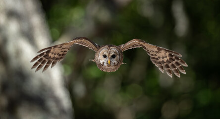 Barred owl in Everglades National Park in Florida 