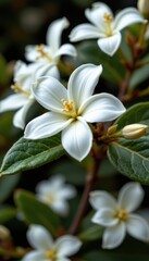 Obraz premium close up of a jasmine blossom, photorealistic detail, minimal layout, gentle emotive feeling.