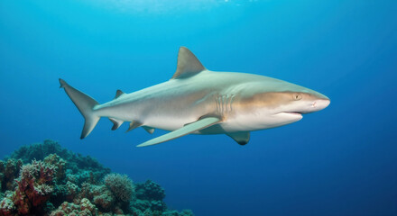 Naklejka premium Reef shark swimming underwater near coral formations with sleek body and fins. Marine predator for diving and ocean conservation themes
