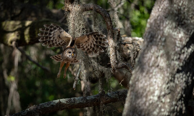 Barred owl in Everglades National Park in Florida 