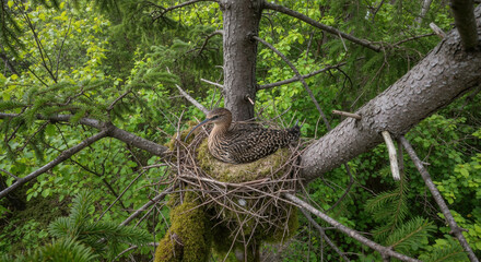 Grouse sitting in nest made of twigs on mossy forest floor. Ground dwelling bird with speckled plumage brooding eggs for wildlife breeding behavior education