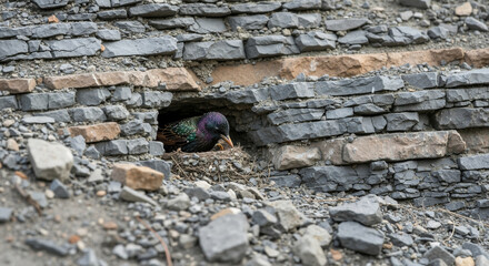 Starling bird with iridescent feathers nesting in stone wall crevice with twigs. Urban wildlife for bird behavior and nesting habitat themes