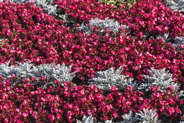 Flower background of Begonia semperflorens red-leaved and Jacobaea maritima.