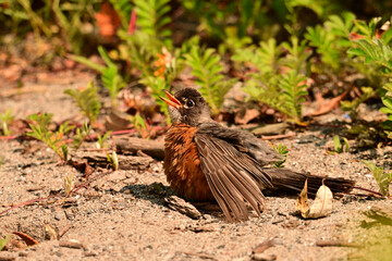 Close up of an American Robin laying on a sandy beach with wings spread and panting from the heat