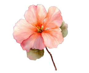 Close-up of a delicate, peach-colored flower.  Soft, painted petals with subtle shading.  Dark background