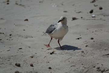 slender billed gull (Chroicocephalus genei) drying out feathers on Tunisian coast