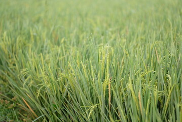 Rice fields - close up details of paddy plants in the fields, paddy ready to be harvested, broad paddy fields