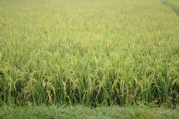 Rice fields - close up details of paddy plants in the fields, paddy ready to be harvested, broad paddy fields