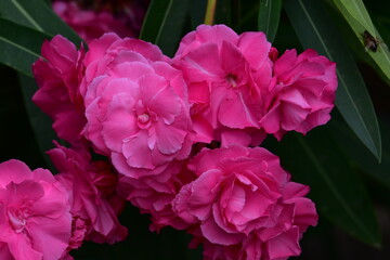 Flores cor-de-rosa